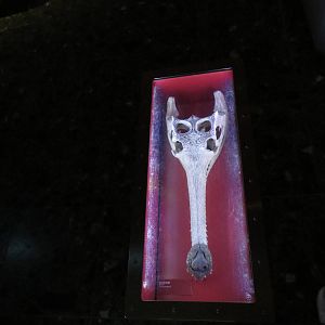 Gharial skull, June 2015