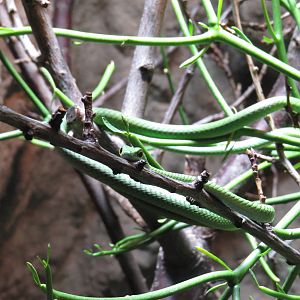 Spotted green snake, June 2015