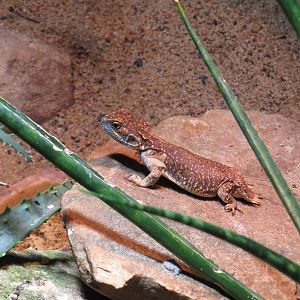 Beaver-tailed agama, June 2015