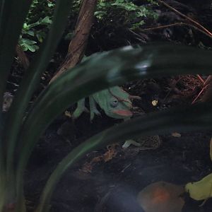 Usambara three-horned chameleon, June 2015