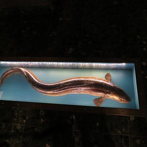 Conger eel, June 2015