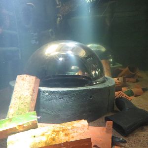 European eel tank, June 2015