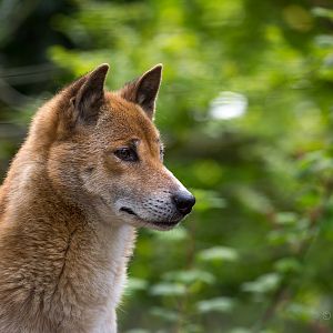 New Guinea singing dog : Exmoor Zoo : 22 May 2015