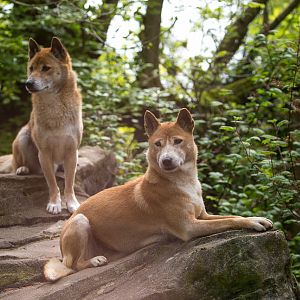 New Guinea singing dog : Exmoor Zoo : 22 May 2015