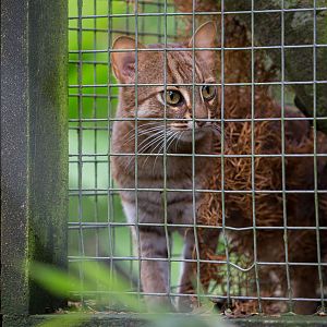 Rusty-spotted cat : Exmoor Zoo : 22 May 2015