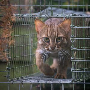 Rusty-spotted cat : Exmoor Zoo : 22 May 2015