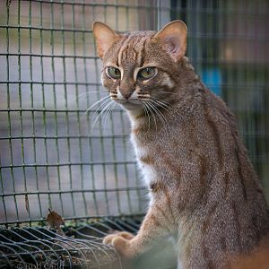 Rusty-spotted cat : Exmoor Zoo : 22 May 2015