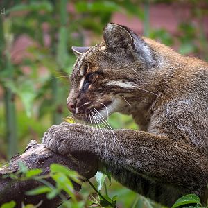 Tibetan golden cat : Exmoor Zoo : 22 May 2015