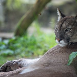 Puma : Exmoor Zoo : 22 May 2015