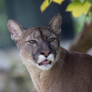 Puma : Exmoor Zoo : 22 May 2015