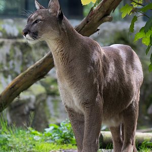 Puma : Exmoor Zoo : 22 May 2015
