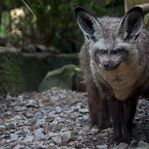 Bat-eared fox : Exmoor Zoo : 22 May 2015