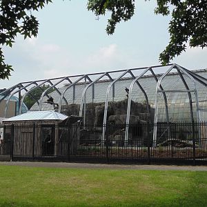New Andean Condor Exhibit