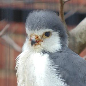 African Pygmy Falcon