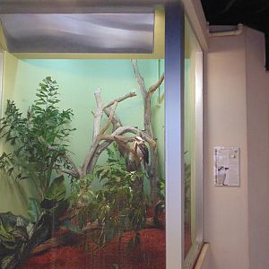 New laughing kookaburra Exhibit(Canary's Call)