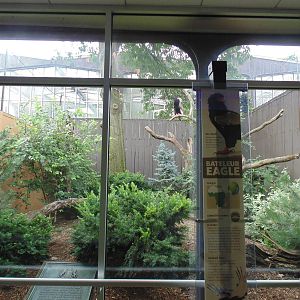New Bateluer Eagle Exhibit
