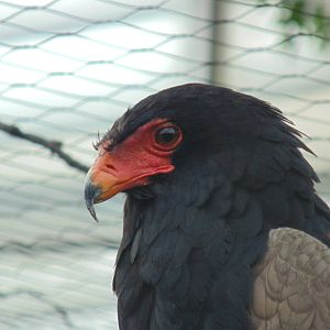 Bateleur Eagle
