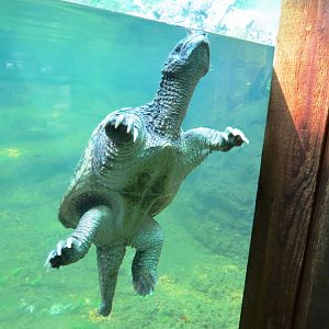 Snapping Turtle