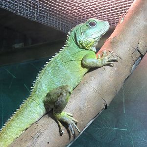 Asian Water Dragon