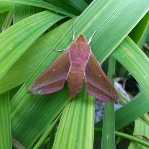 Elephant Hawk-moth