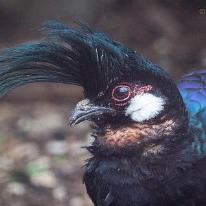 Palawan peacock-pheasant : Birdland : 19 Apr 2015