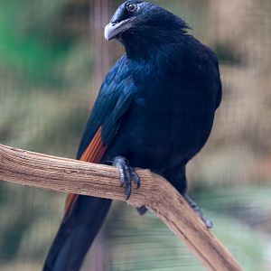 Red-winged starling : Birdland : 19 Apr 2015