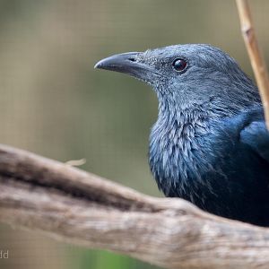 Red-winged starling : Birdland : 19 Apr 2015