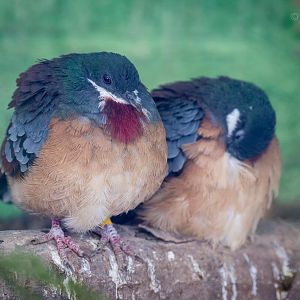 Mindanao bleeding-heart : Birdland : 19 Apr 2015