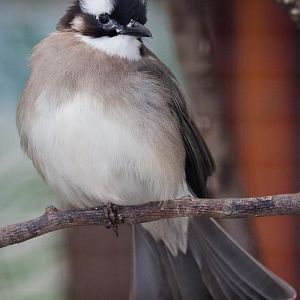 Light-vented bulbul : Birdland : 19 Apr 2015