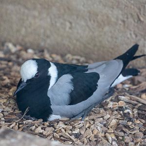 Blacksmith plover : Birdland : 19 Apr 2015
