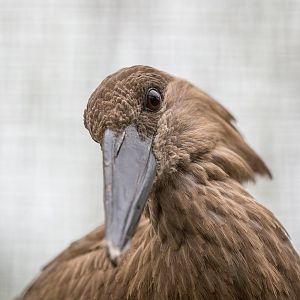 Hamerkop : Birdland : 19 Apr 2015