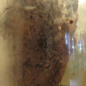 Huntsman spider, June 2015