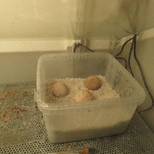 Incubated crocodile eggs, June 2015