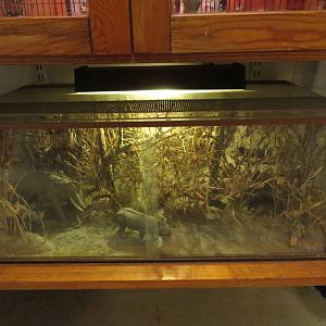 Jungle mini-diorama, June 2015