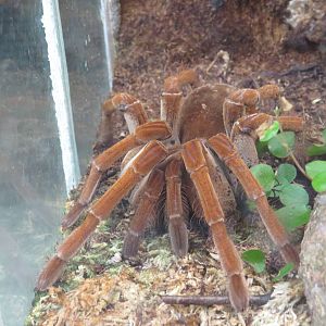 Burgundy goliath bird-eating spider, June 2015