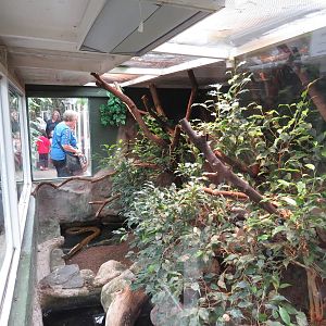 Yellow anaconda enclosure, June 2015