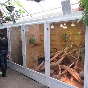 Bearded dragon enclosure, June 2015