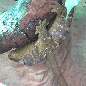 New Caledonia giant gecko, June 2015