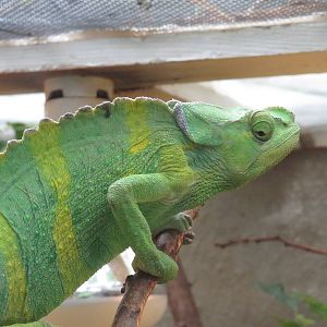 Meller's chameleon, June 2015