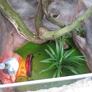 Pipa toad exhibit, June 2015