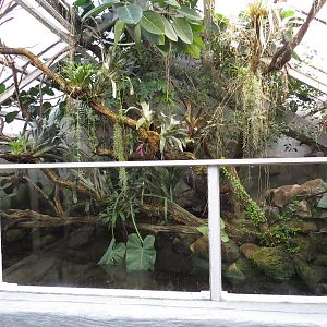 Crocodile pool, June 2015