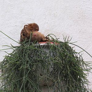 Free-ranging pygmy marmosets, June 2015