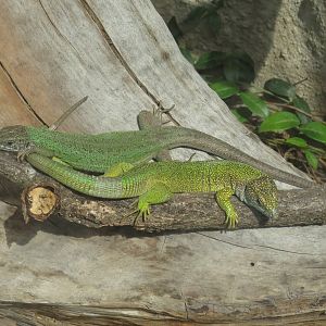 Green lizards, June 2015