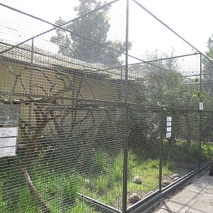 Outdoor marmoset enclosures, June 2015