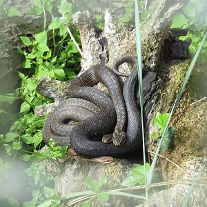 Northern adders, June 2015