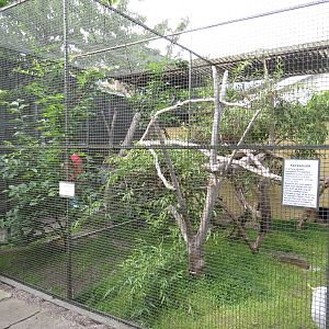 Cockatoo aviaries, June 2015