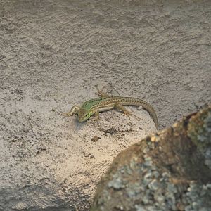 Wall lizard, June 2015