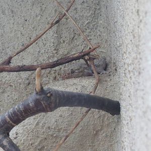 Halmahera giant gecko, June 2015