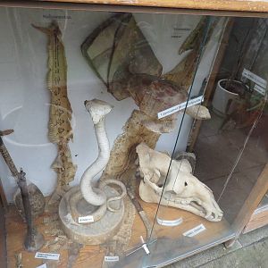 Animal product display, June 2015