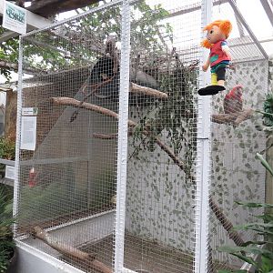 Macaw aviary, June 2015
